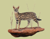 100-serval
